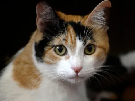 Cumpleaños de gato deja múltiples contagios de Covid-19