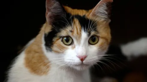 El gato no se dio ni cuenta de lo que pasó.