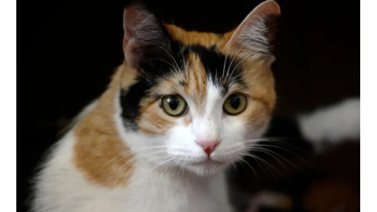 El gato no se dio ni cuenta de lo que pasó.