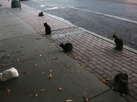 ¿Sabes cuántos años tiene tu gatito en escala humana?