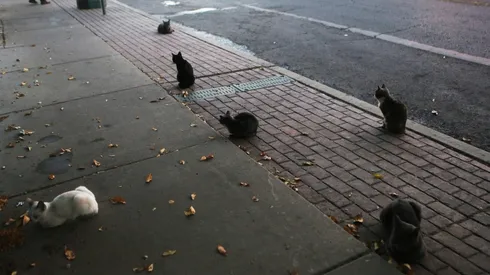 Muchas veces no se puede saber con exactitud la edad.