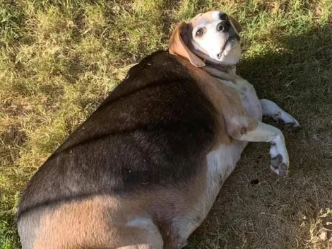 Fotos | La historia de Wolfgang, un beagle que debía bajar de los 40 kilos de peso