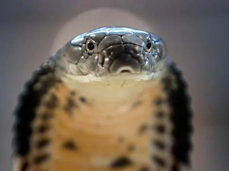 Cuerpo inmune: Hombre se recupera de mordedura de cobra