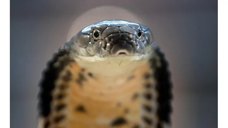 El hombre se encuentra estable recuperándose luego de haber sufrido una fuerte mordedura del reptil.