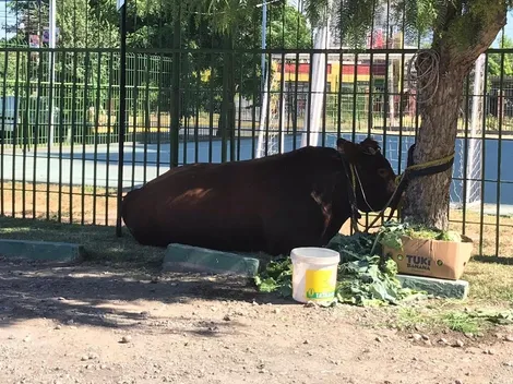 Capturan a toro que deambulaba por Estación Central