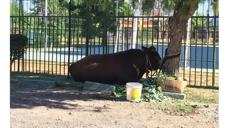 El animal fue alimentado por vecinos del sector una vez que fue capturado.