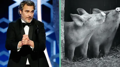"Gunda" es un documental con mirada animalista impulsado por Joaquin Phoenix.