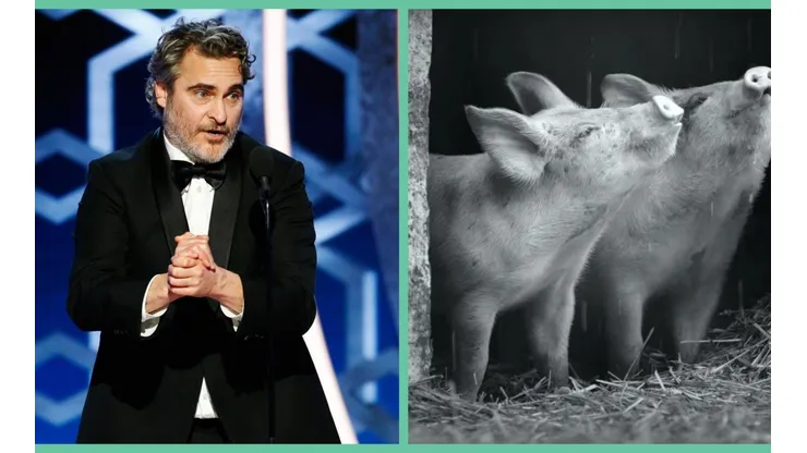"Gunda" es un documental con mirada animalista impulsado por Joaquin Phoenix.