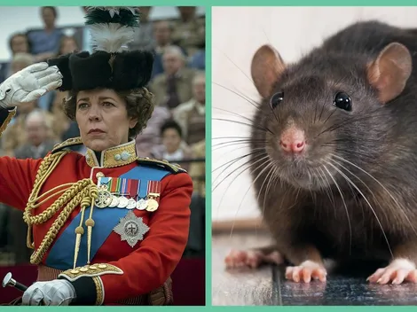 Un ratón se irrumpe en una escena de "The Crown"