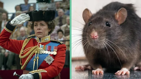 La Reina Isabel en "The Crown" junto a un ratón/rata común y silvestre.