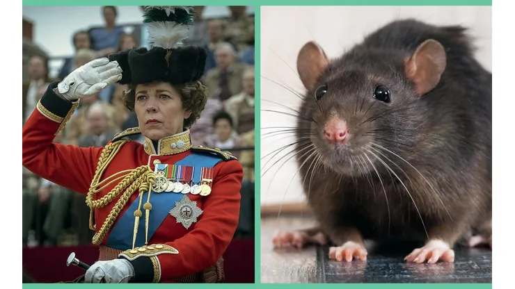 La Reina Isabel en "The Crown" junto a un ratón/rata común y silvestre.