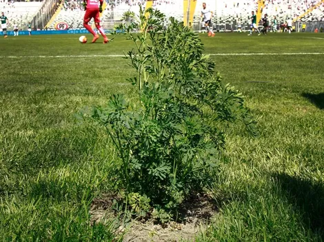 Colo Colo recurre a las cábalas: vuelve la ruda al Monumental