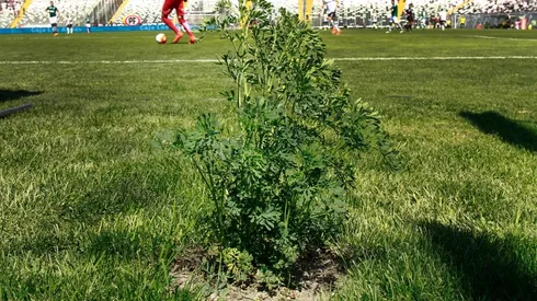 La planta apareció este martes en el Monumental.