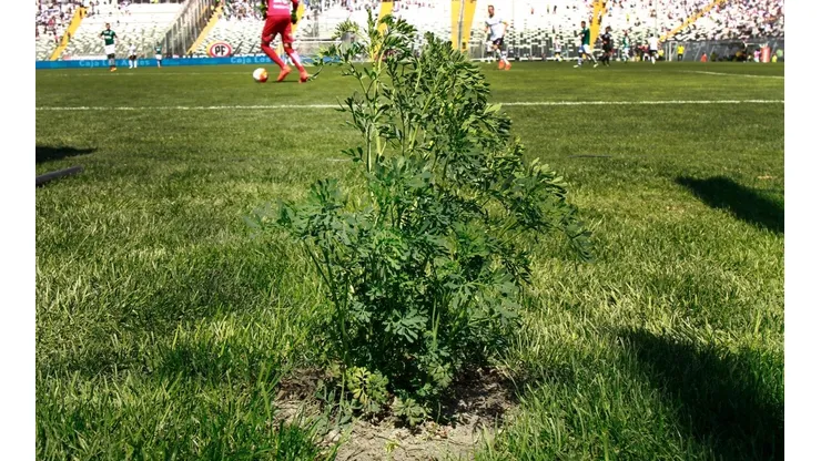 La planta apareció este martes en el Monumental.