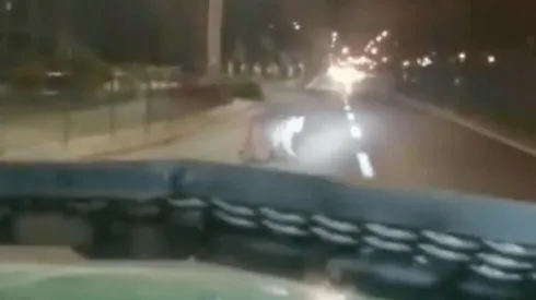 Pobladores difunden nuevo avistamiento de puma en Huechuraba.