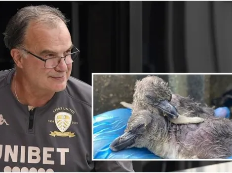 Zoológico de Leeds nombra "Bielsa" a un pingüino