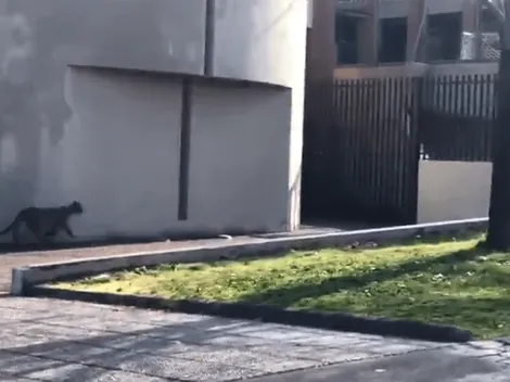 [VIDEO] Puma se pasea por Lo Barnechea