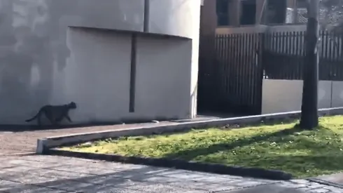 [VIDEO] Puma se pasea por Lo Barnechea