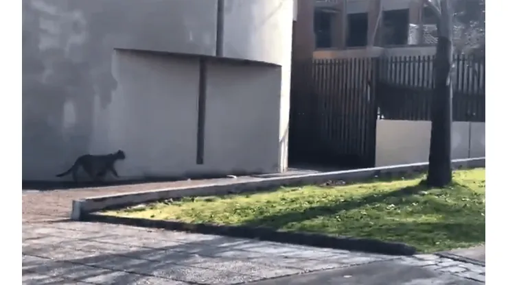 [VIDEO] Puma se pasea por Lo Barnechea