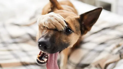 Estudio asegura que un año de humano no equivale a siete de perros