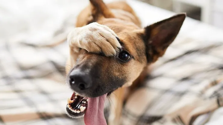 ¿Pueden los perros entender palabras? Un estudio lo confirma