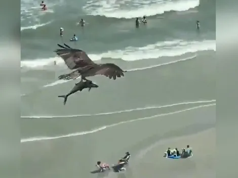 [Video] Un águila atrapó a un tiburón y se lo llevó volando ante el asombro de los turistas