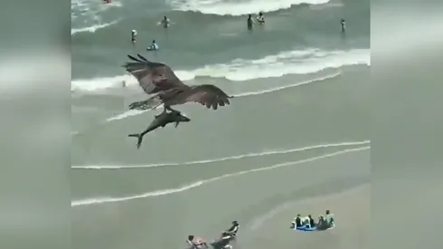 El momento exacto en que el águila se lleva al tiburón.