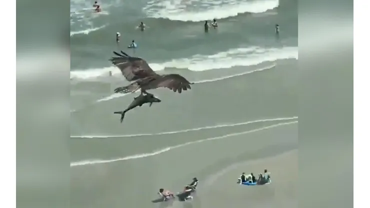 El momento exacto en que el águila se lleva al tiburón.