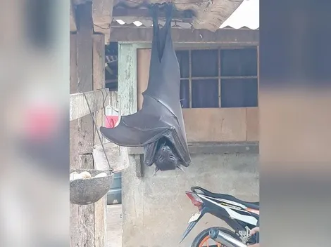 Encuentran impactante murciélago del tamaño de un humano