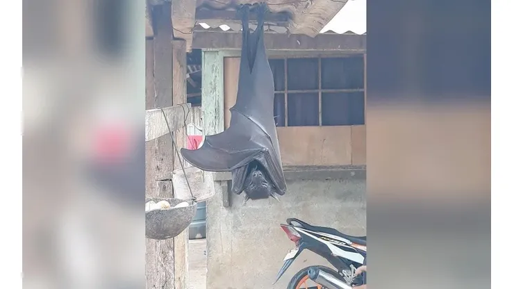 El murciélago gigante fue encontrado en Filipinas.