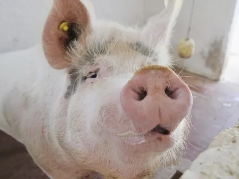 Encuentran nueva gripe con "potencial pandémico" en China