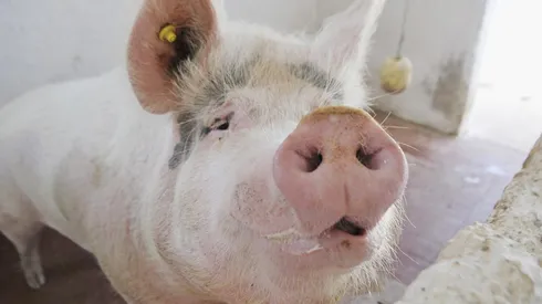 La nueva gripe es transportada por los cerdos.