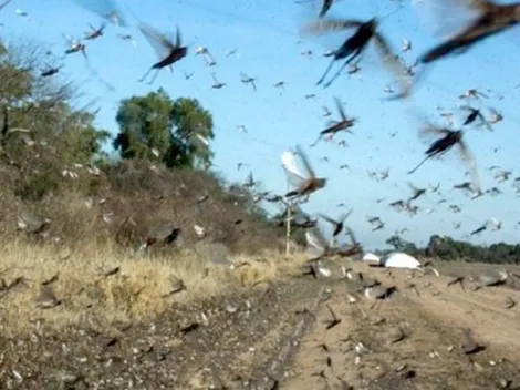 Plaga de langostas afecta al norte de Argentina y amenaza a Brasil