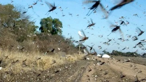 Plaga de langostas afecta al norte de Argentina y amenaza a Brasil