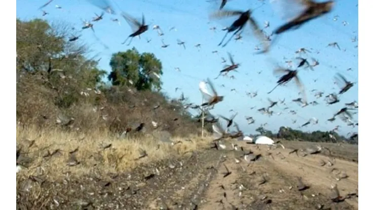 Plaga de langostas afecta al norte de Argentina y amenaza a Brasil