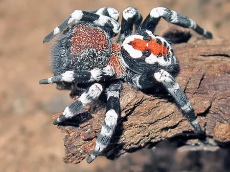 Bautizan nueva especie de araña como Loureedia phoenixi en honor al joker