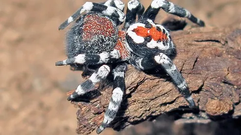 Los patrones y colores de la Loureedia phoenixi serían similares al Joker.