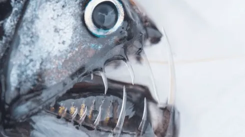 Uno de los especímenes encontrados en la expedición retratada en "Atacamex, explorando lo desconocido".