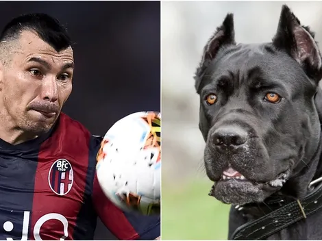 El Pitbull Medel será "un mastín" contra la Juventus