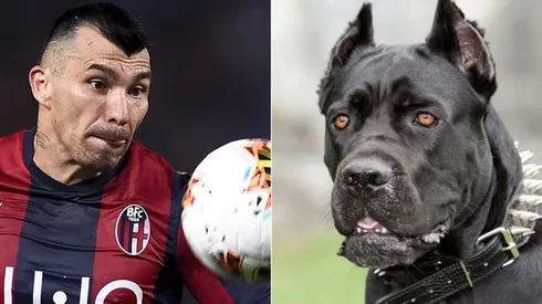 Dicen que el mastín tiene la mordida más feroz del mundo de los perros, junto con el rottweiler