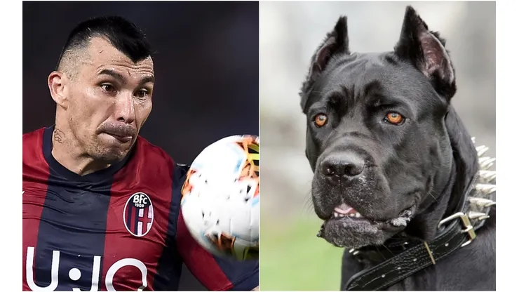 Dicen que el mastín tiene la mordida más feroz del mundo de los perros, junto con el rottweiler
