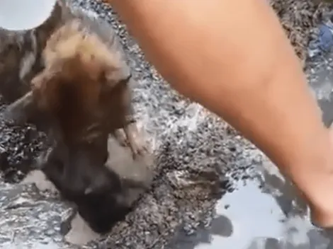 ¡Emocionante! Video capta a perra cavando un hoyo y sumergiéndose en el agua para salvar a su cachorro