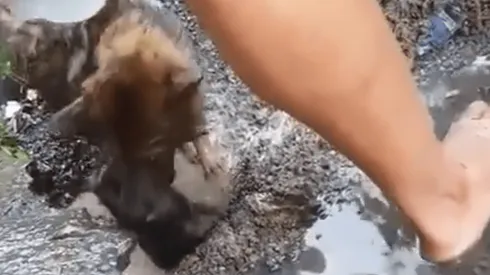 ¡Emocionante! Video capta a perra cavando un hoyo y sumergiéndose en el agua para salvar a su cachorro