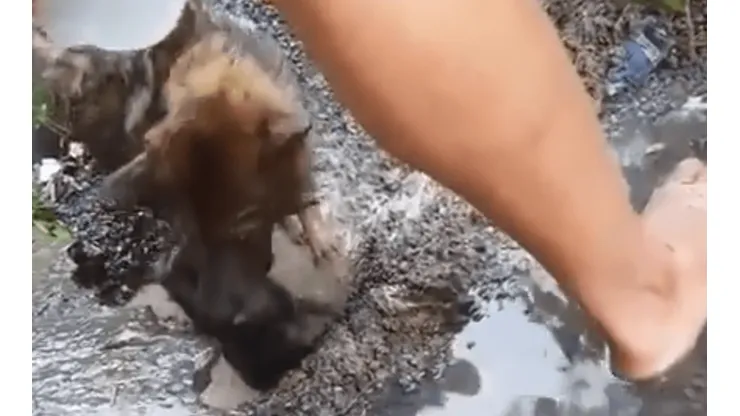¡Emocionante! Video capta a perra cavando un hoyo y sumergiéndose en el agua para salvar a su cachorro
