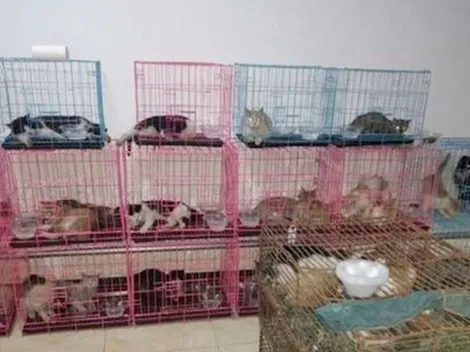 Salvan a 700 gatos de ser parte del menú de locales de comida en China