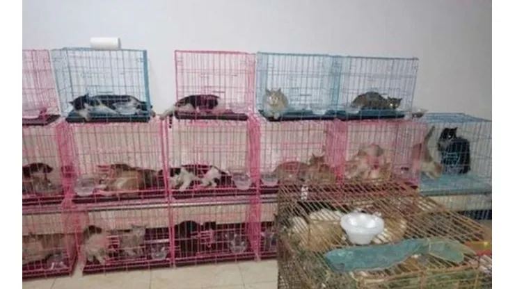 La carne de gato es apetecida en China.