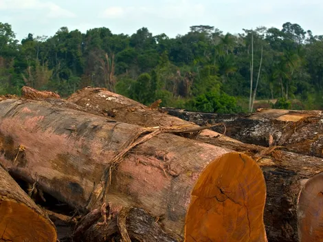 Aumenta la deforestación en el Amazonas a cifras récord en mayo