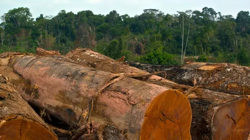 La tala indiscriminada del Amazonas es un problema que lleva años.
