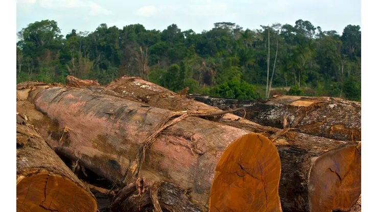 La tala indiscriminada del Amazonas es un problema que lleva años.