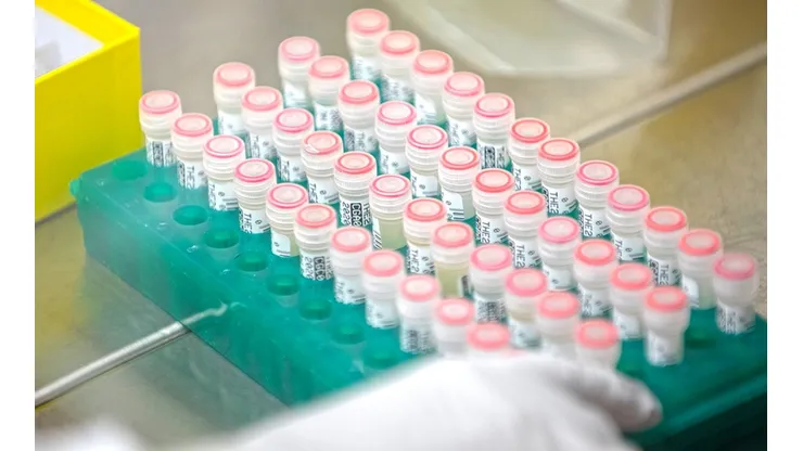 Las principales vacunas para el coronavirus están en fase de pruebas con humanos.